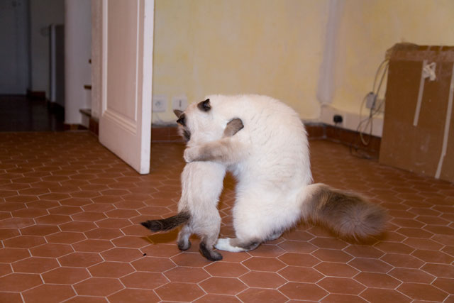 http://www.veiry.net/lescopains.jpg
